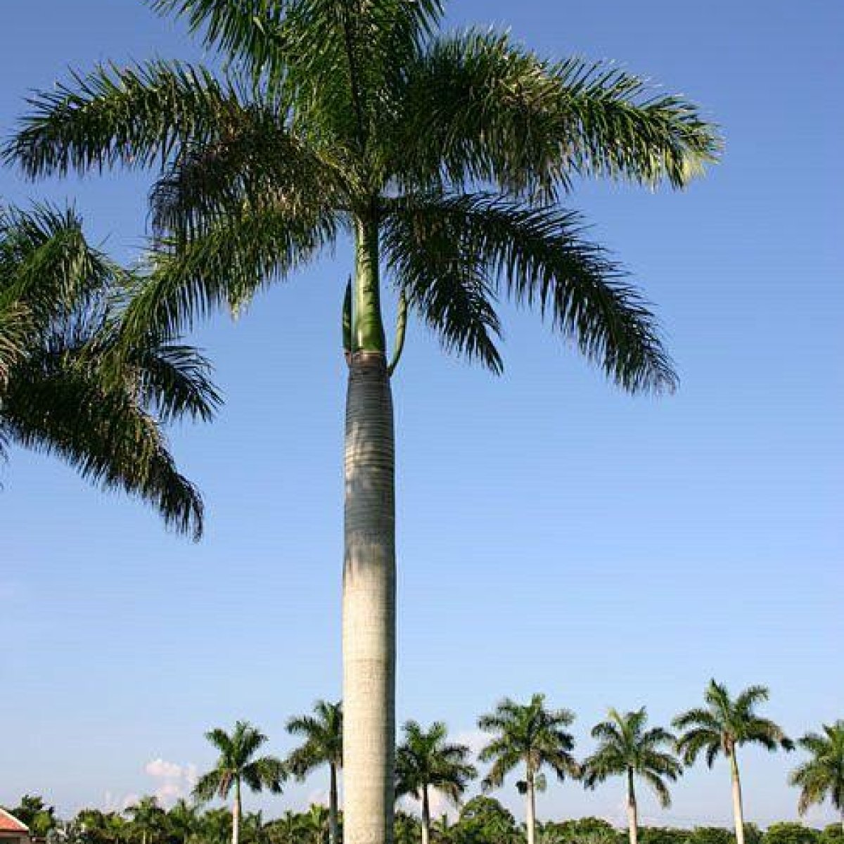 Royal Palm Tree