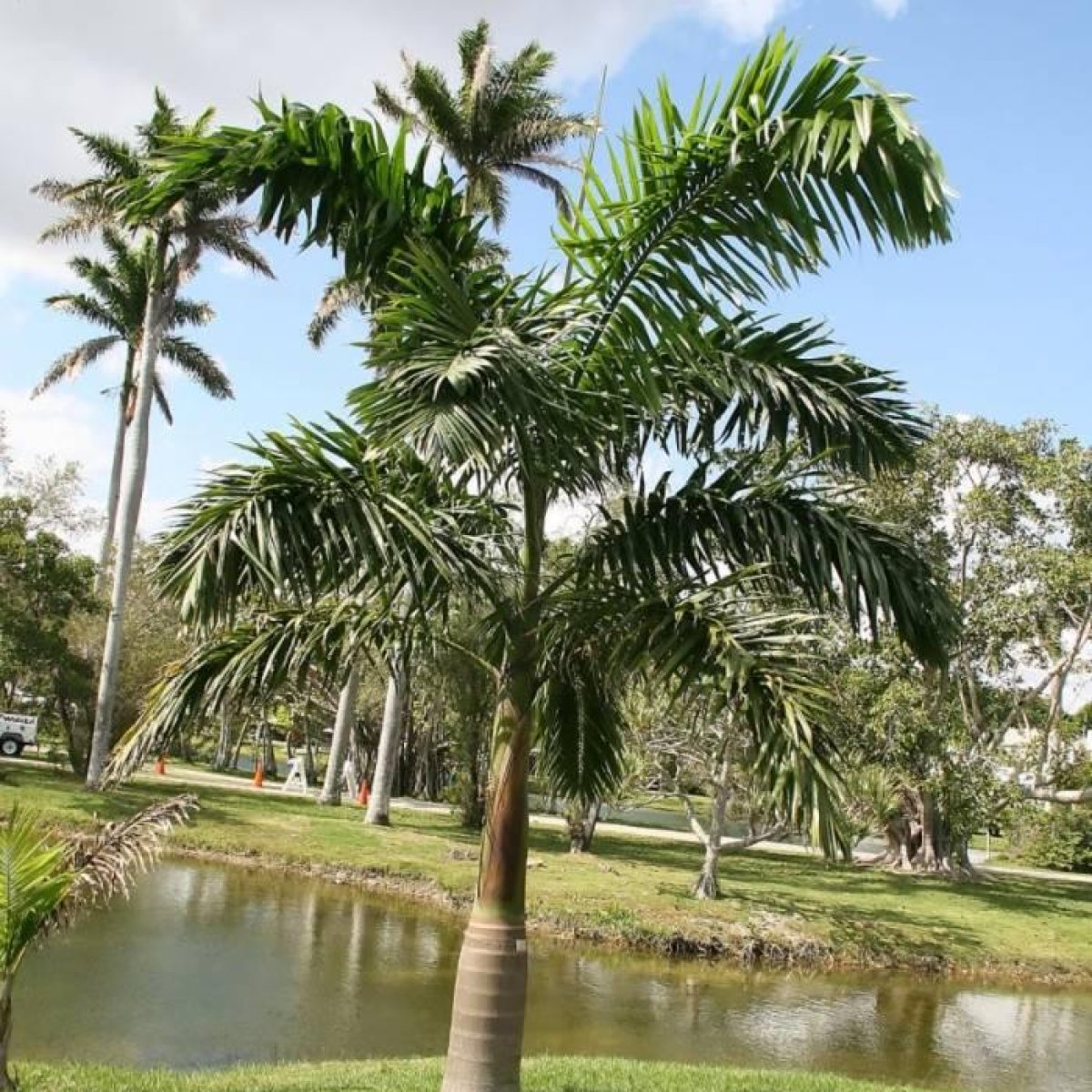 Royal Palm Tree
