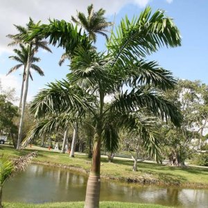 Royal Palm Tree