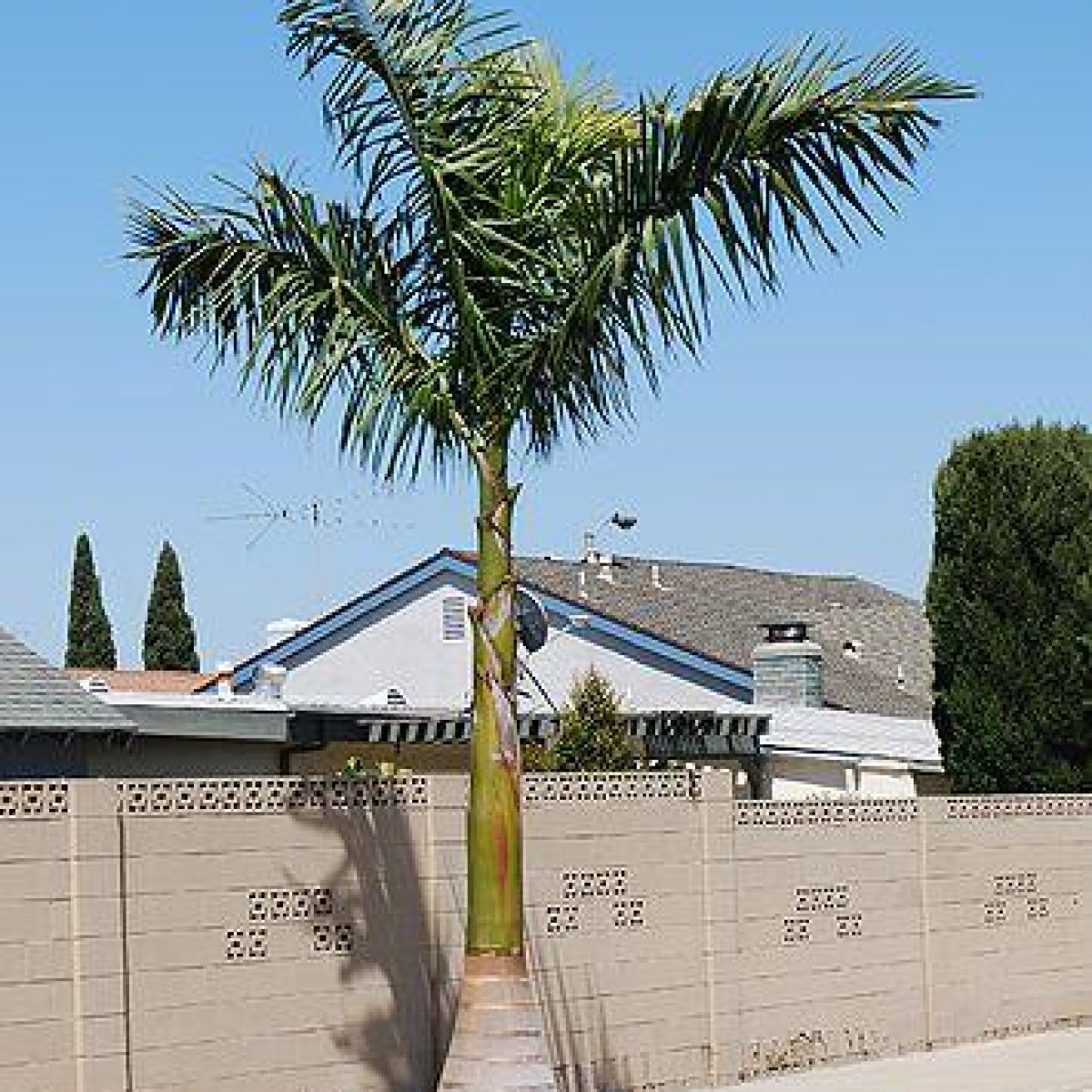 Royal Palm Tree