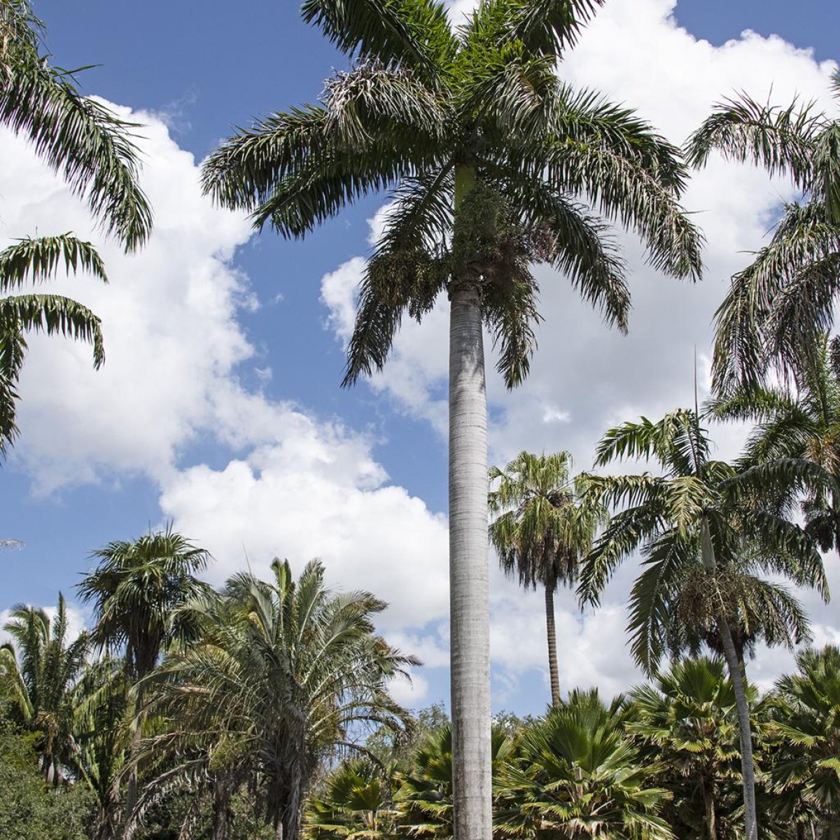 Royal Palm Tree