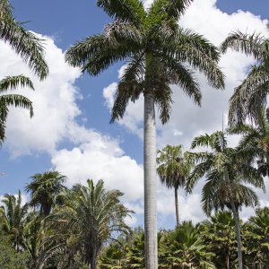 Royal Palm Tree