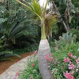 Bottle Palm Tree