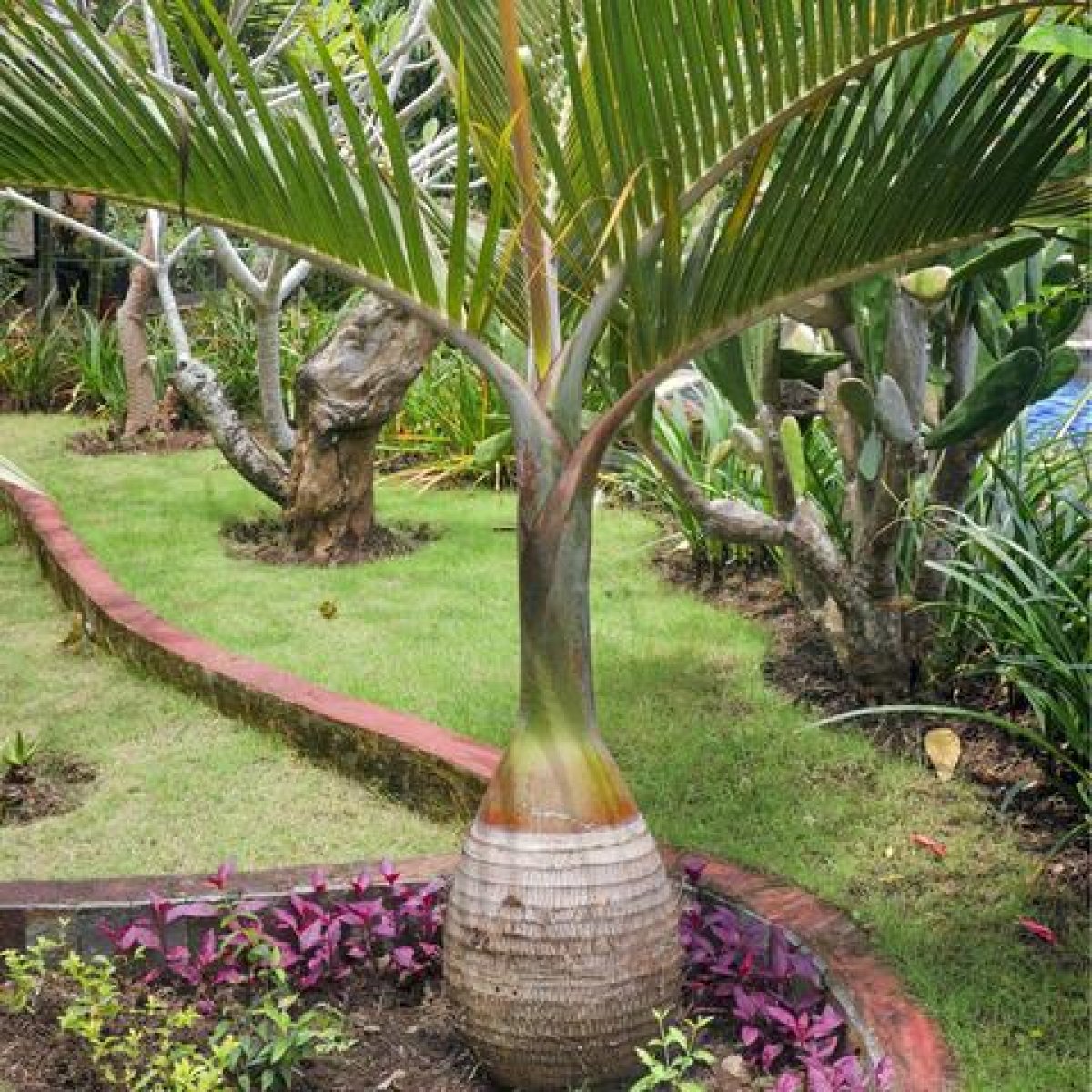 Bottle Palm Tree