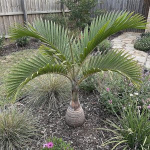 Bottle Palm Tree