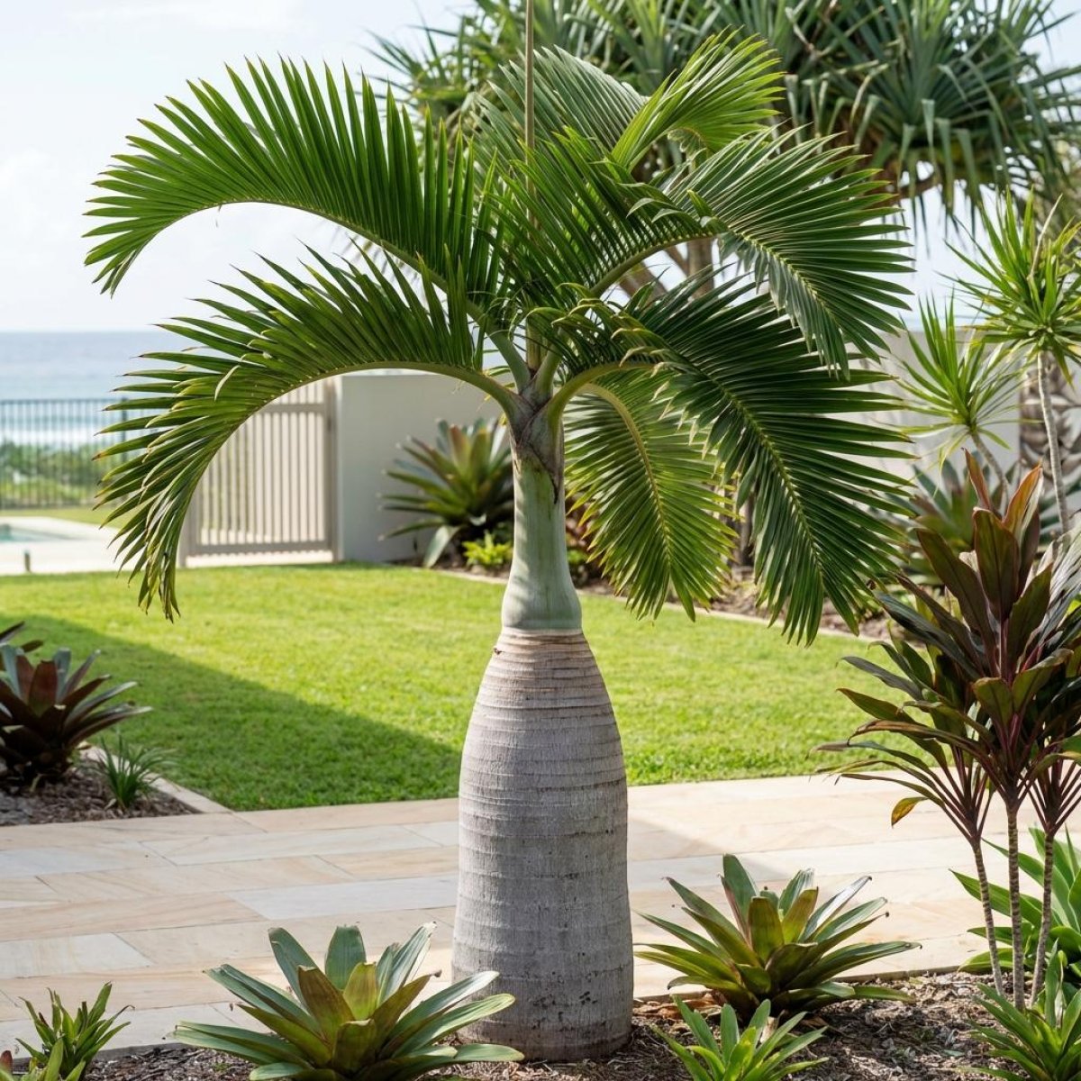 Bottle Palm Tree