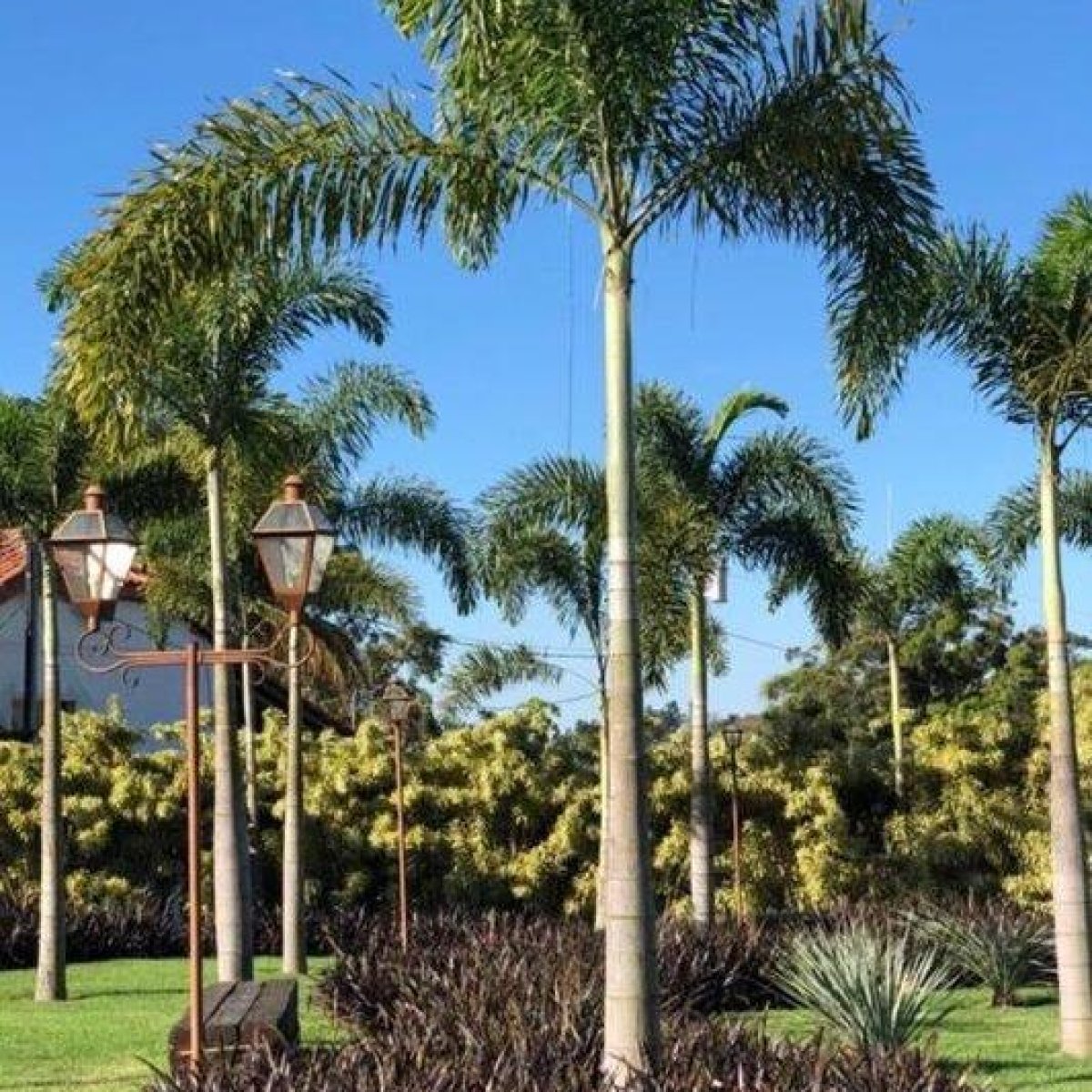 Foxtail Palm Tree