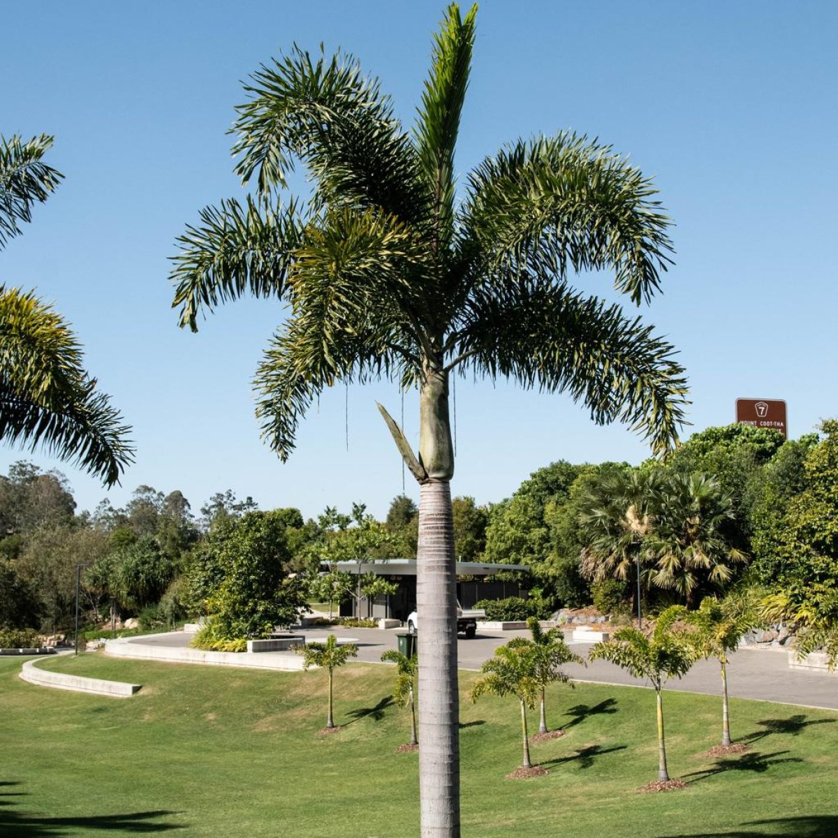 Foxtail Palm Tree