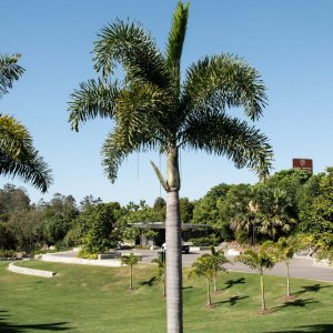 Foxtail Palm Tree