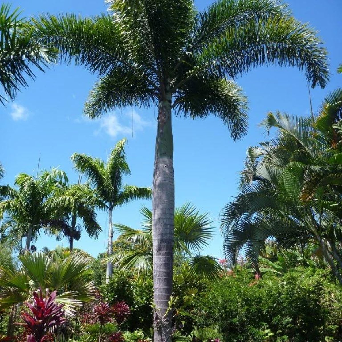 Foxtail Palm Tree