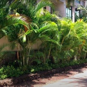 Areca Palm