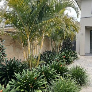 Areca Palm