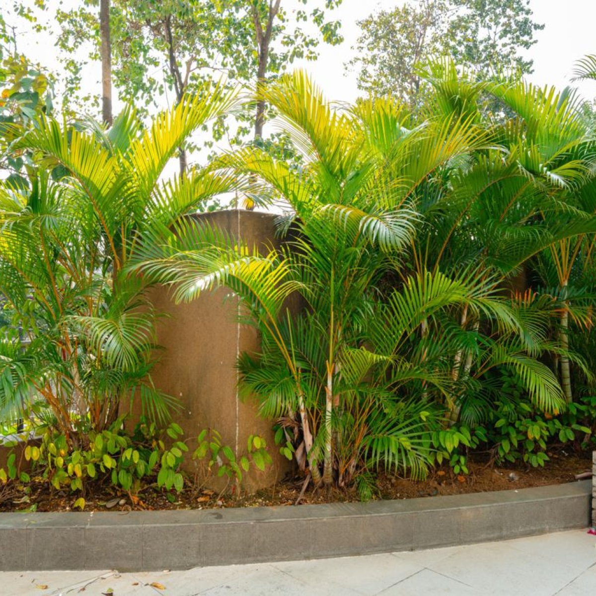 Areca Palm