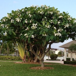 🌸 Frangipani Tree