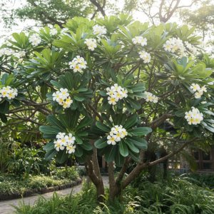 🌸 Frangipani Tree