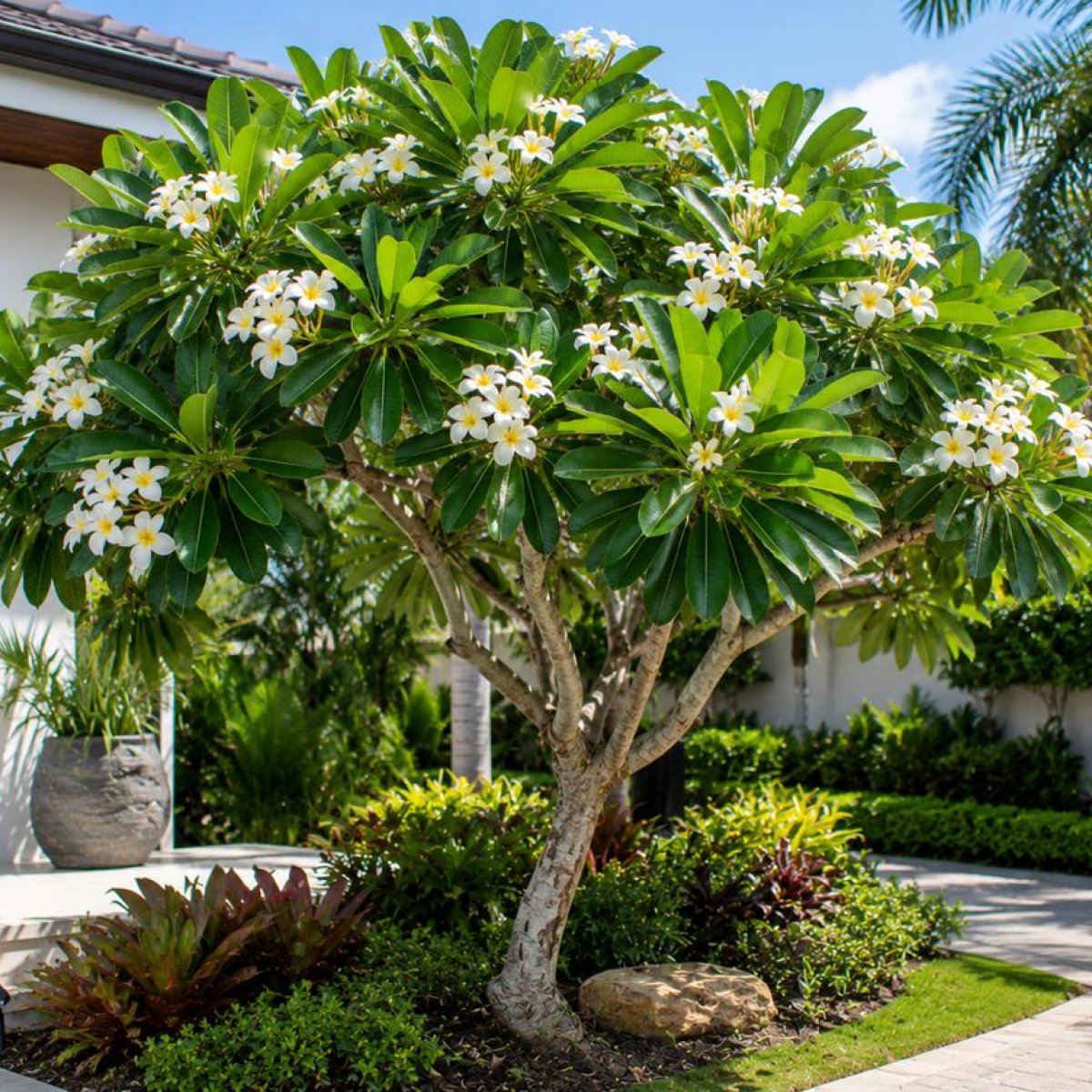 🌸 Frangipani Tree