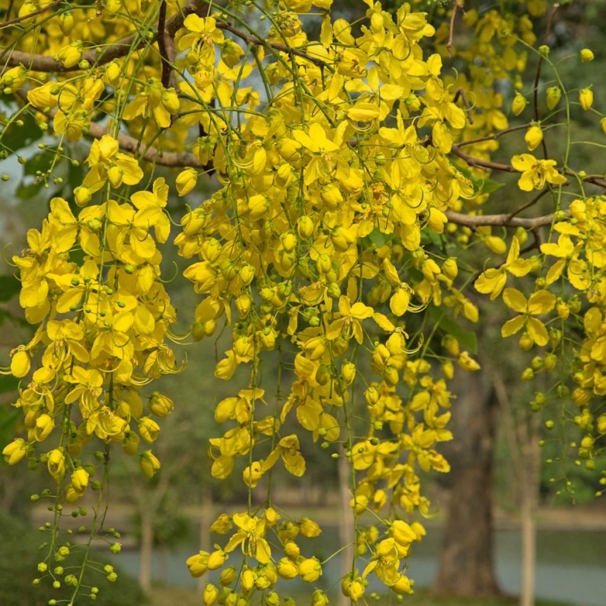 🌼 Golden Shower Tree