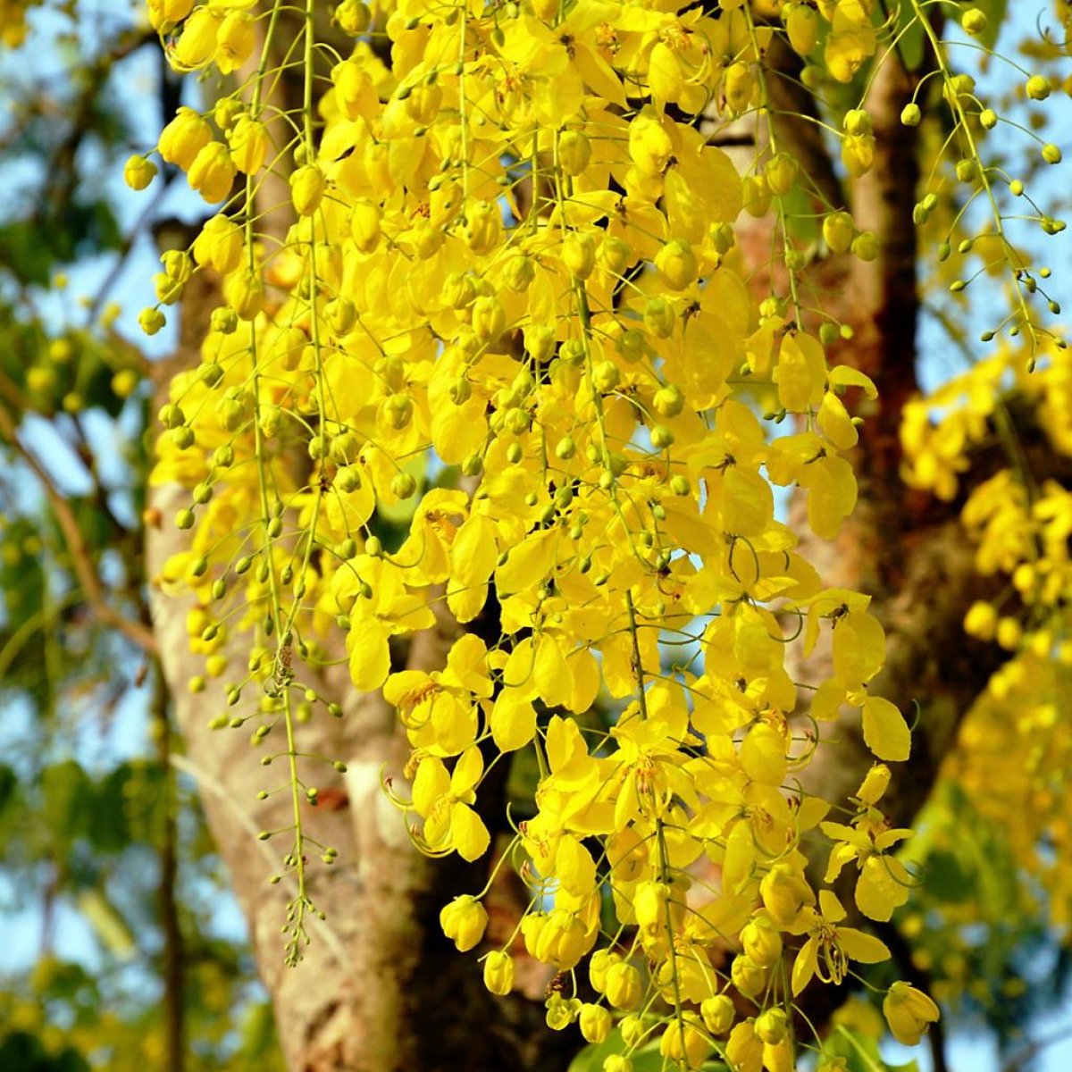 🌼 Golden Shower Tree