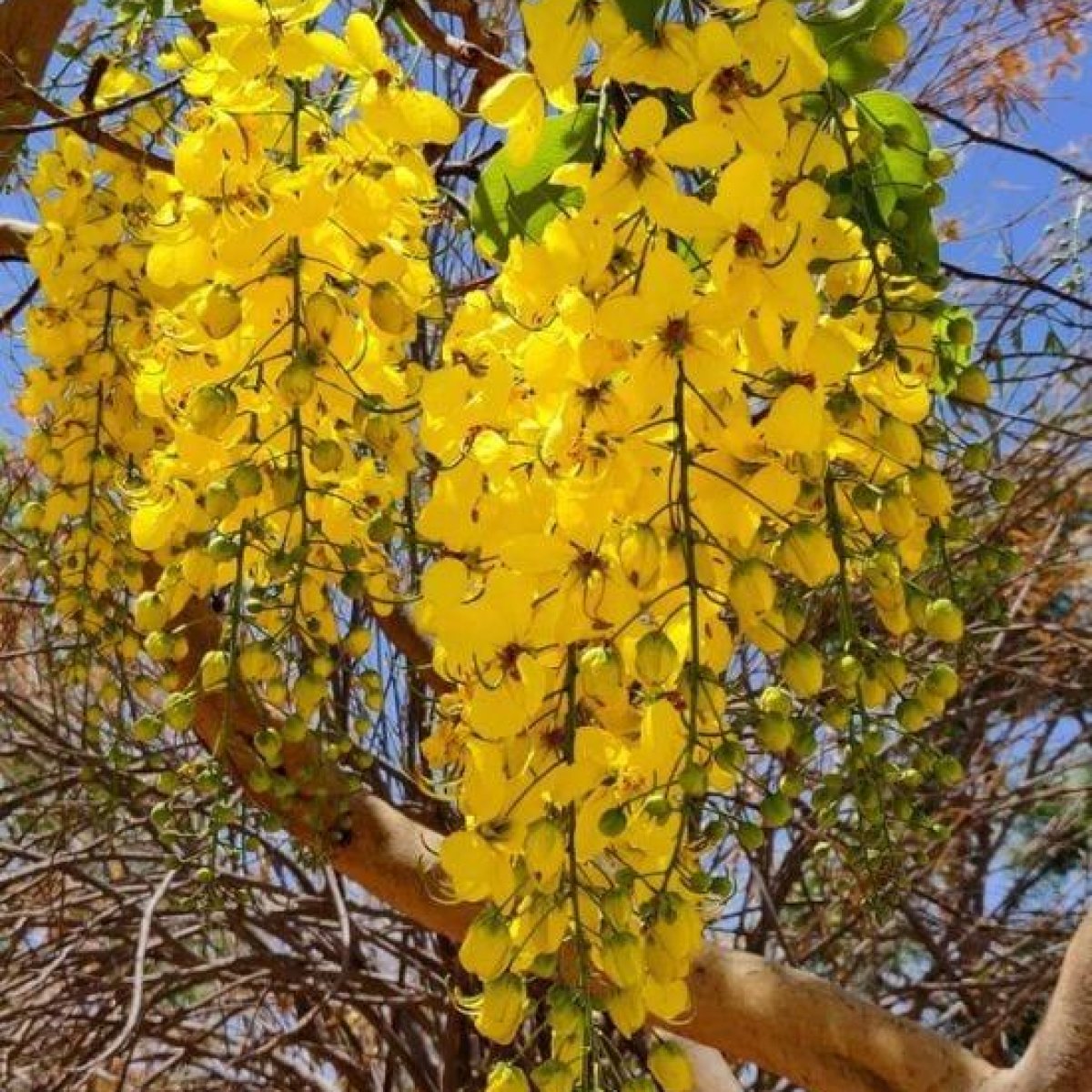🌼 Golden Shower Tree