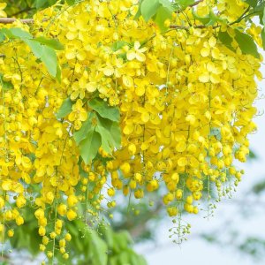 🌼 Golden Shower Tree
