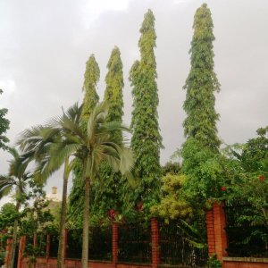 🌳 Indian Mast Tree