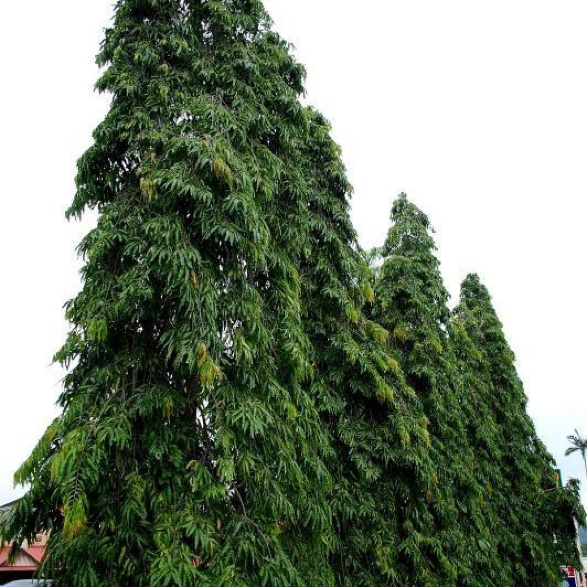 🌳 Indian Mast Tree