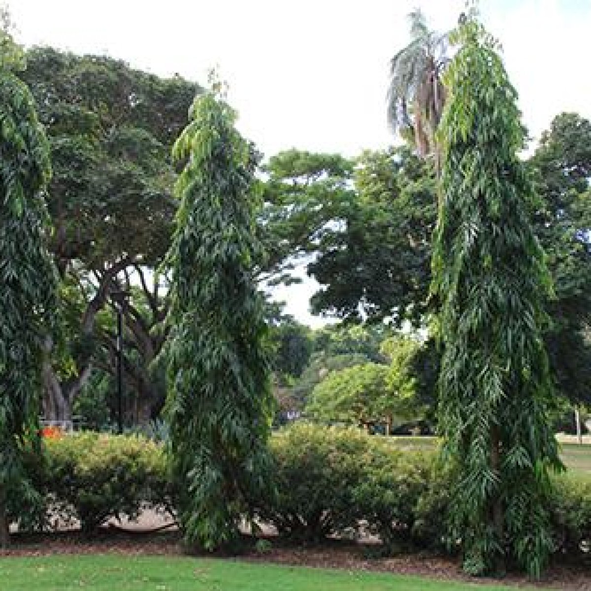 🌳 Indian Mast Tree