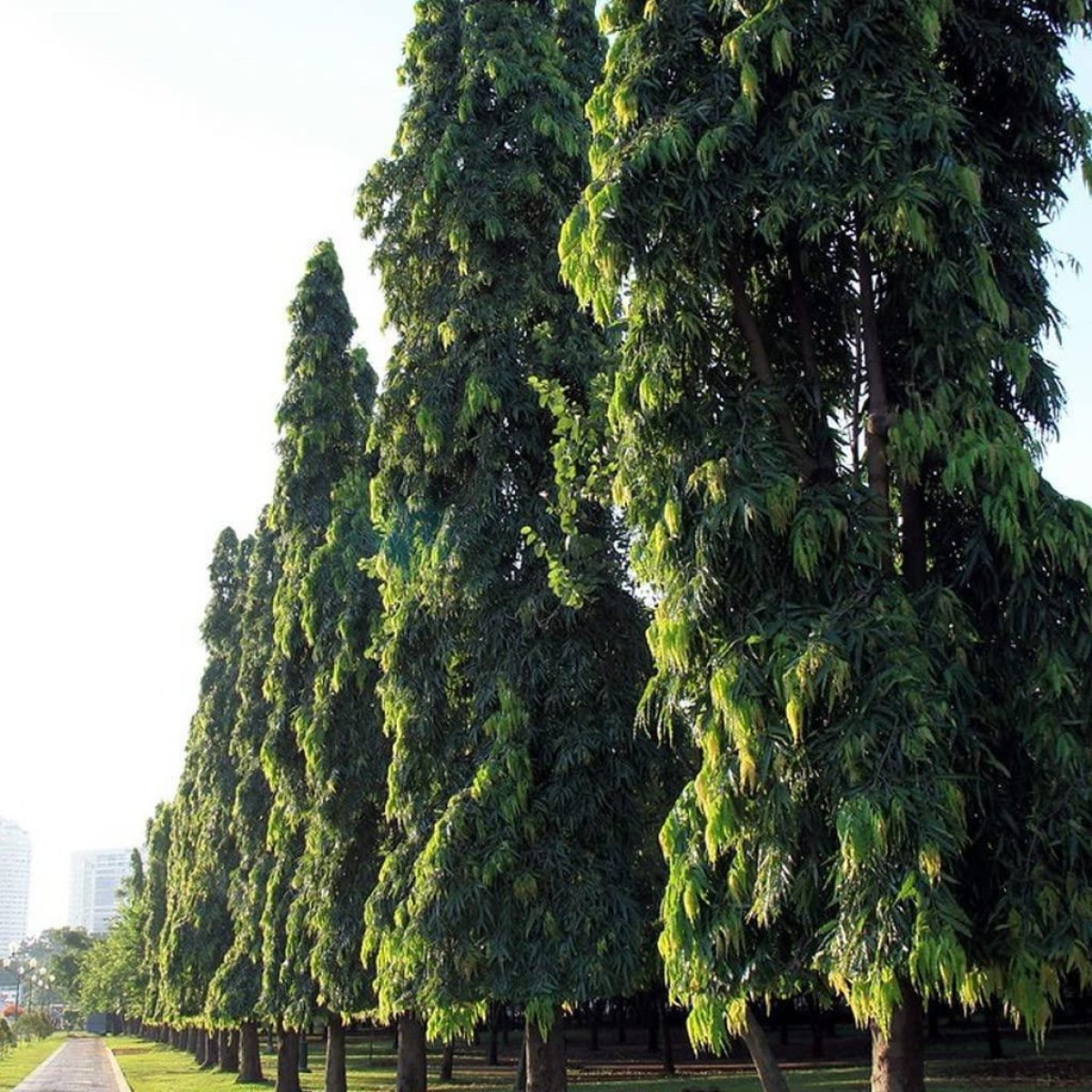 🌳 Indian Mast Tree