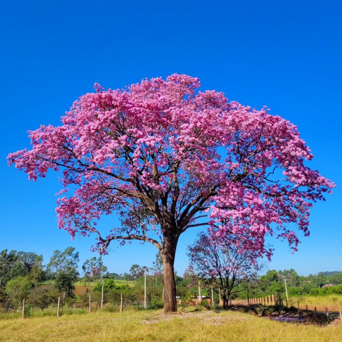 🌺 Tabebuia Tree
