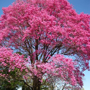 🌺 Tabebuia Tree