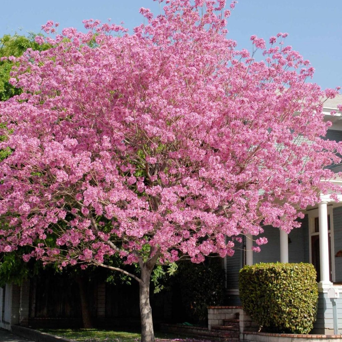 🌺 Tabebuia Tree