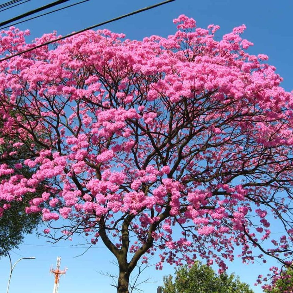 🌺 Tabebuia Tree