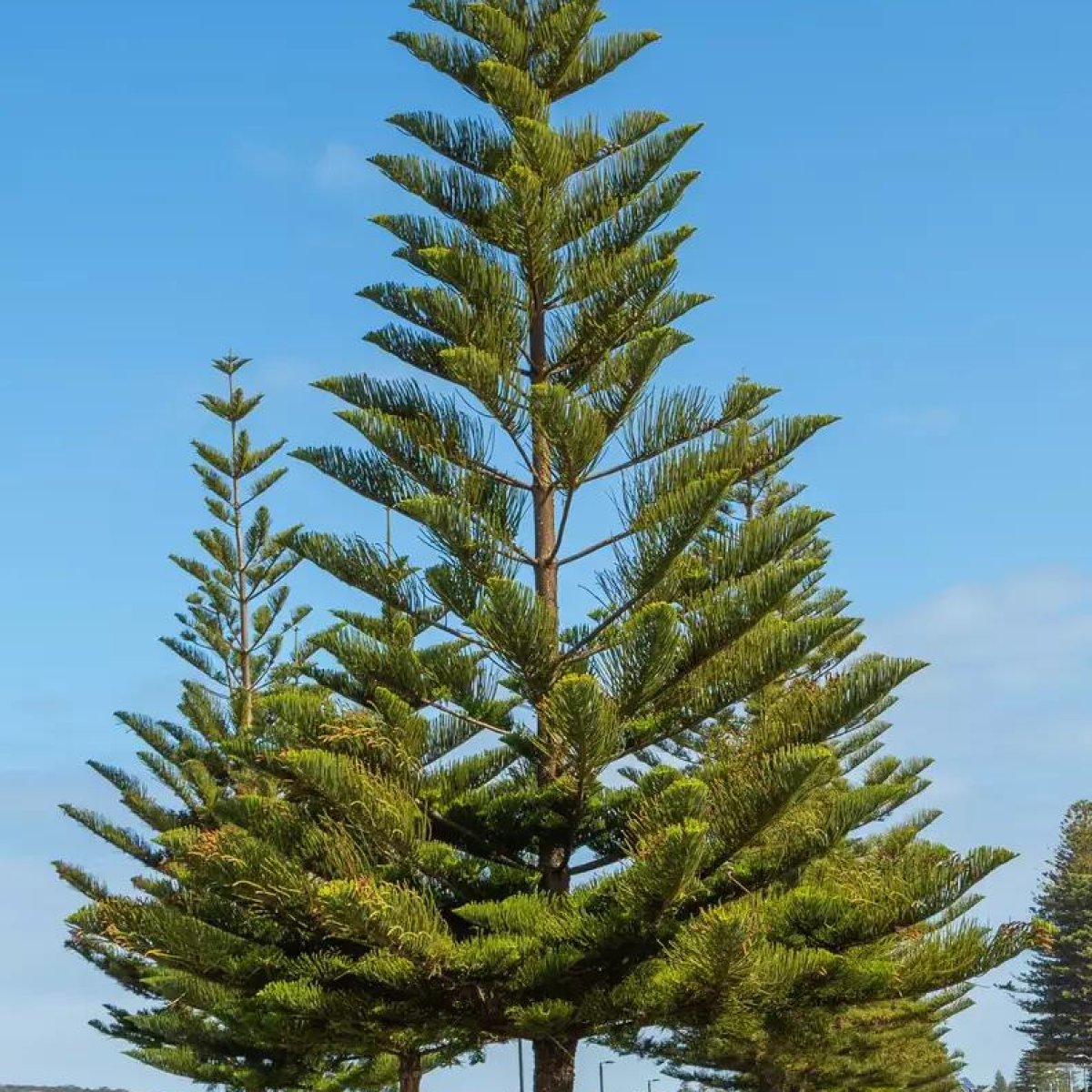 🌲 Araucaria Tree