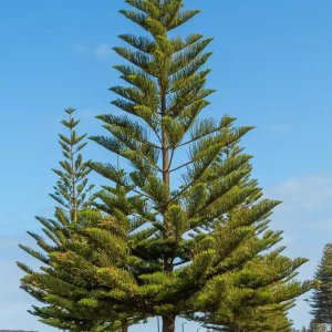 🌲 Araucaria Tree