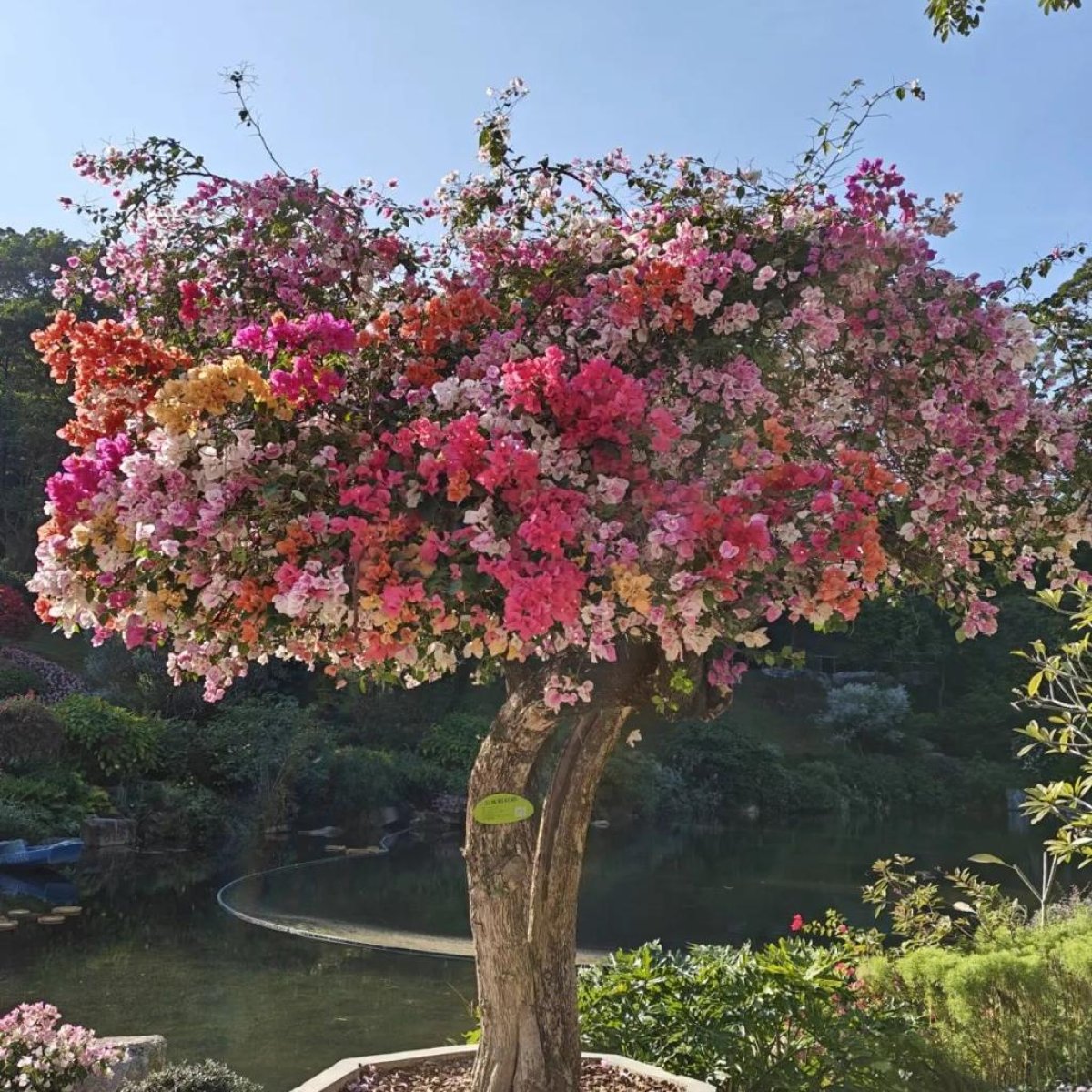 🌺 Bougainvillea Tree