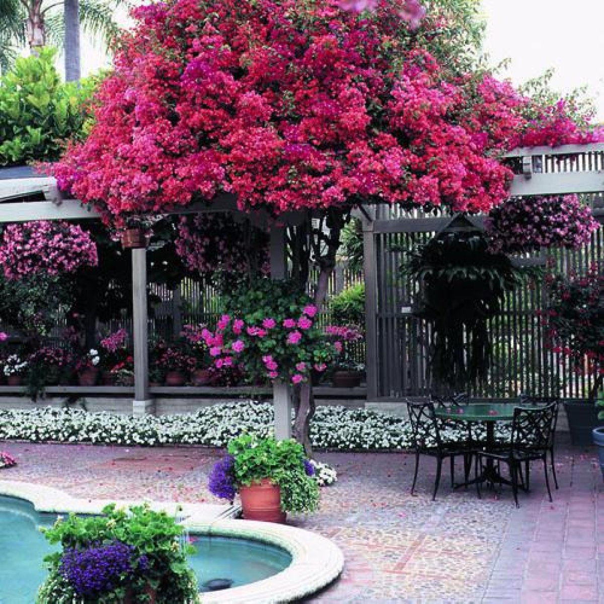 🌺 Bougainvillea Tree