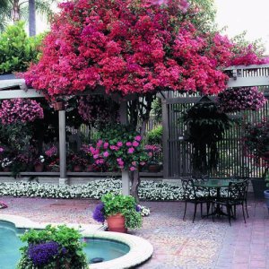 🌺 Bougainvillea Tree