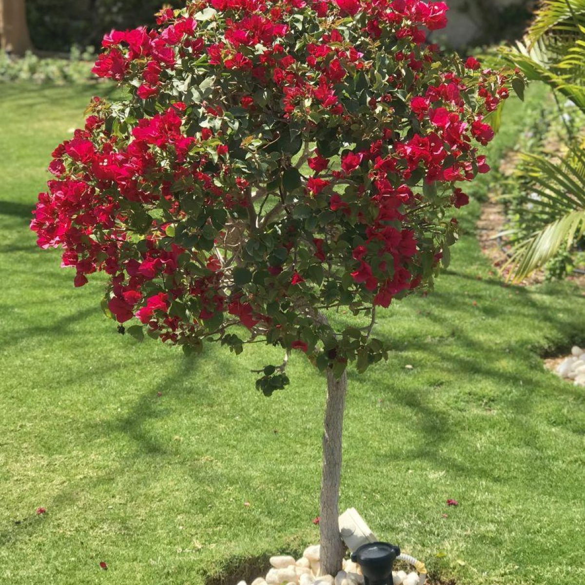 🌺 Bougainvillea Tree