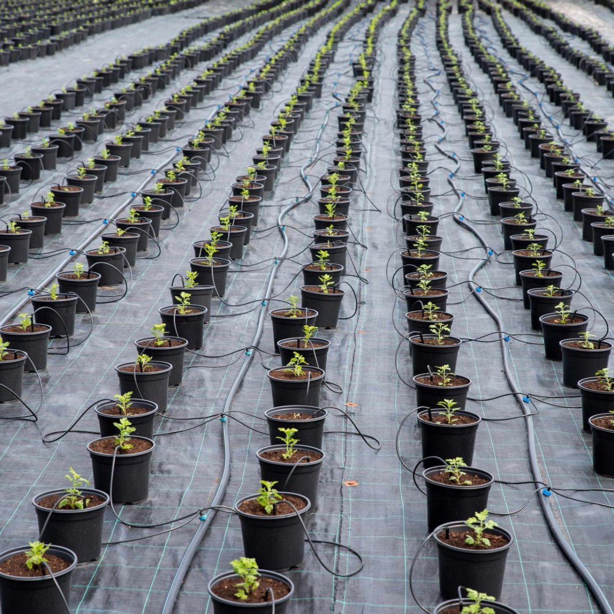 Drip Irrigation Systems