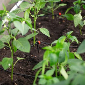 Drip Irrigation Systems