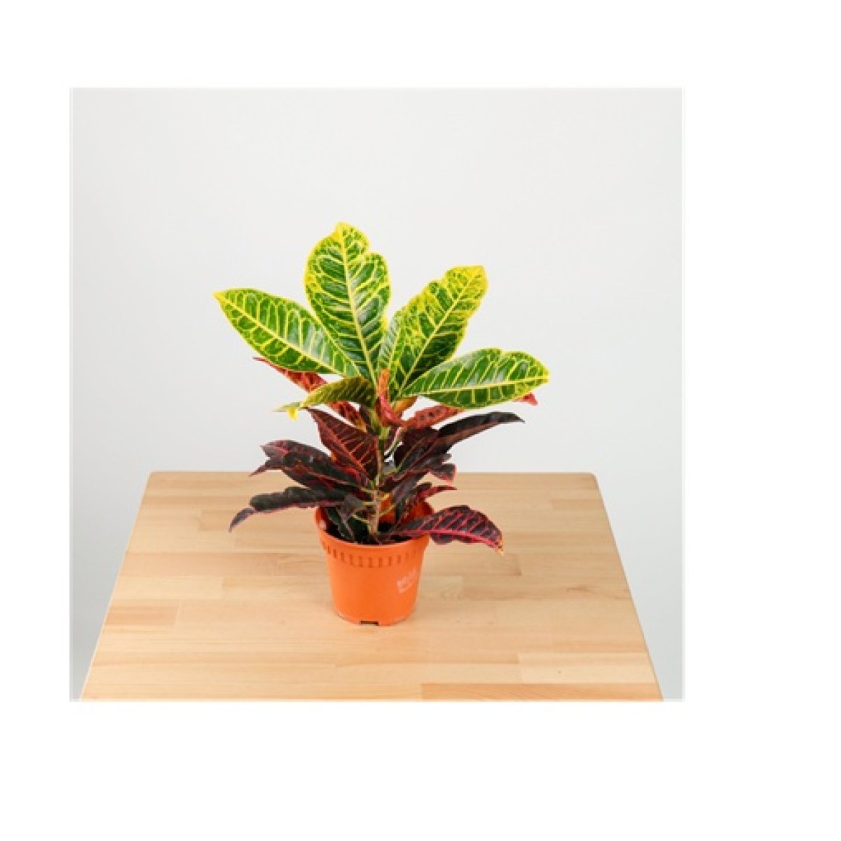 Croton (Codiaeum variegatum)