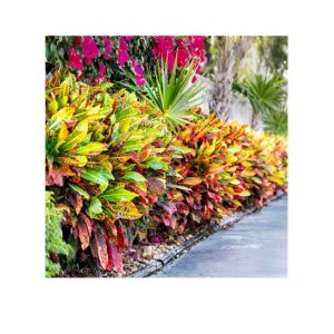 Croton (Codiaeum variegatum)