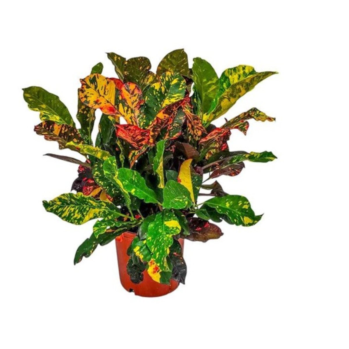 Snake Plant