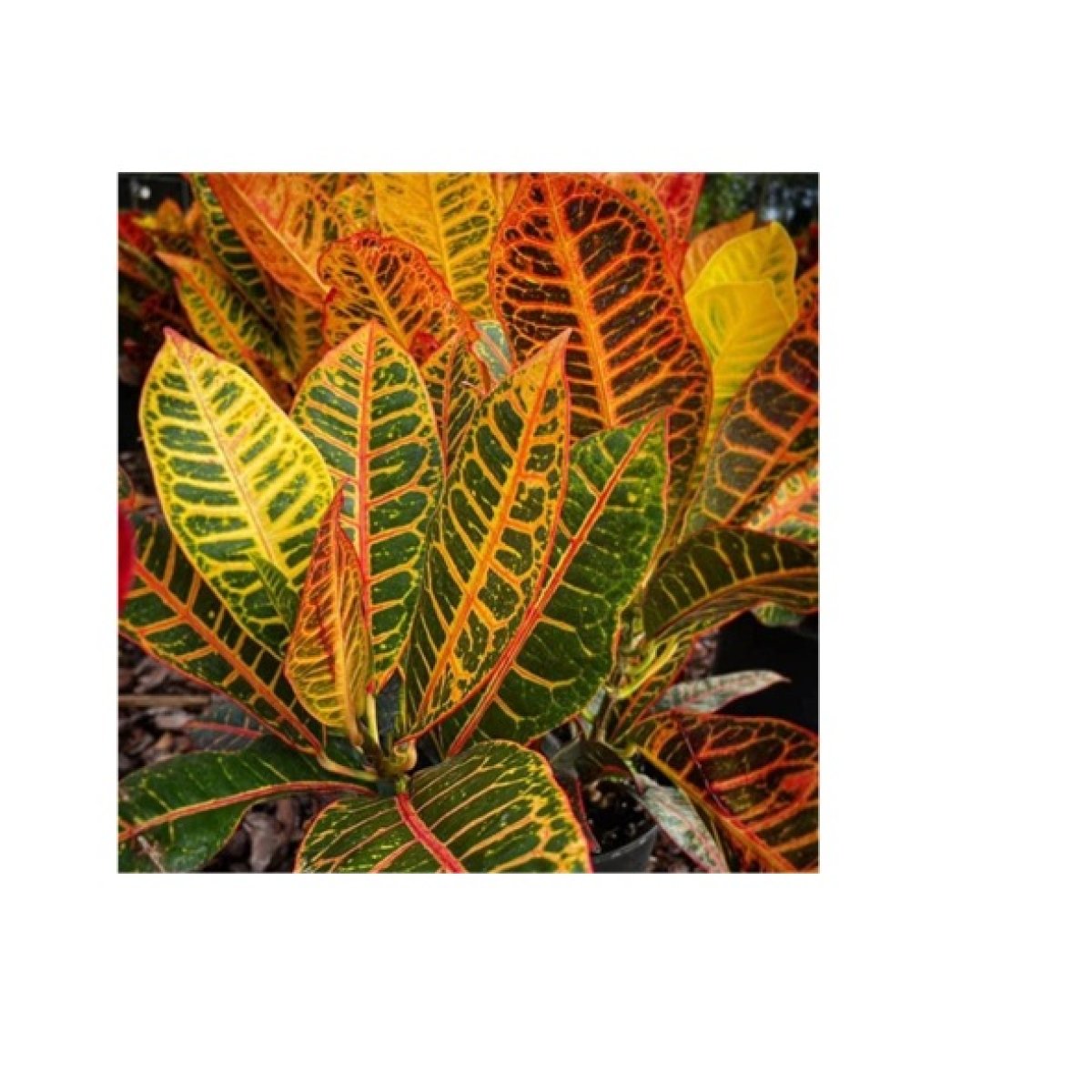 Snake Plant