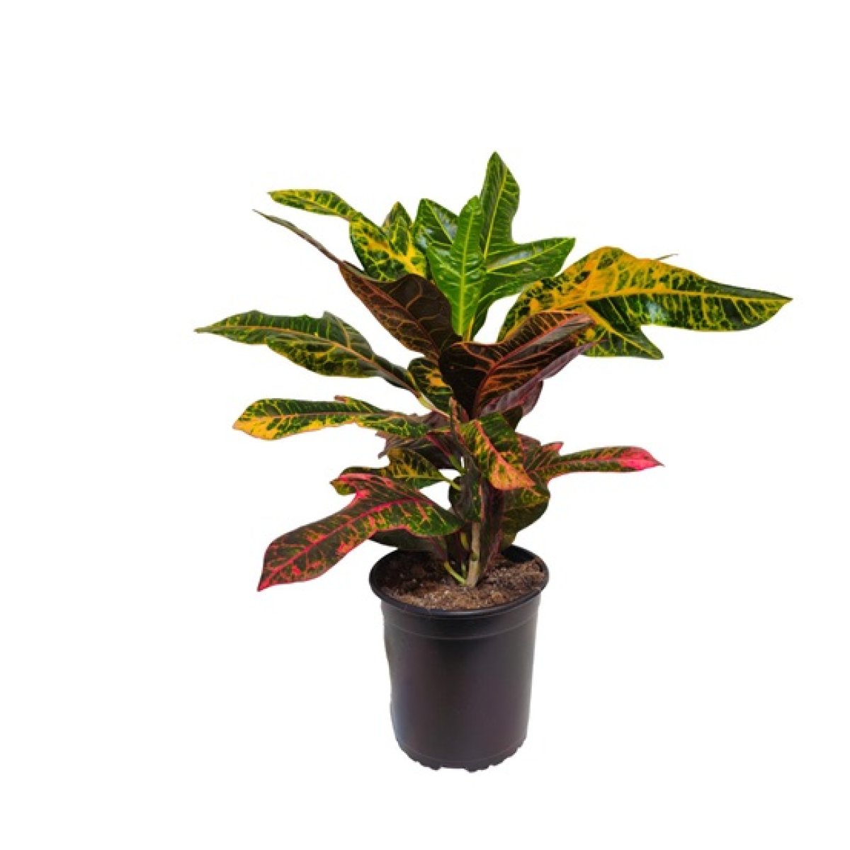 Snake Plant