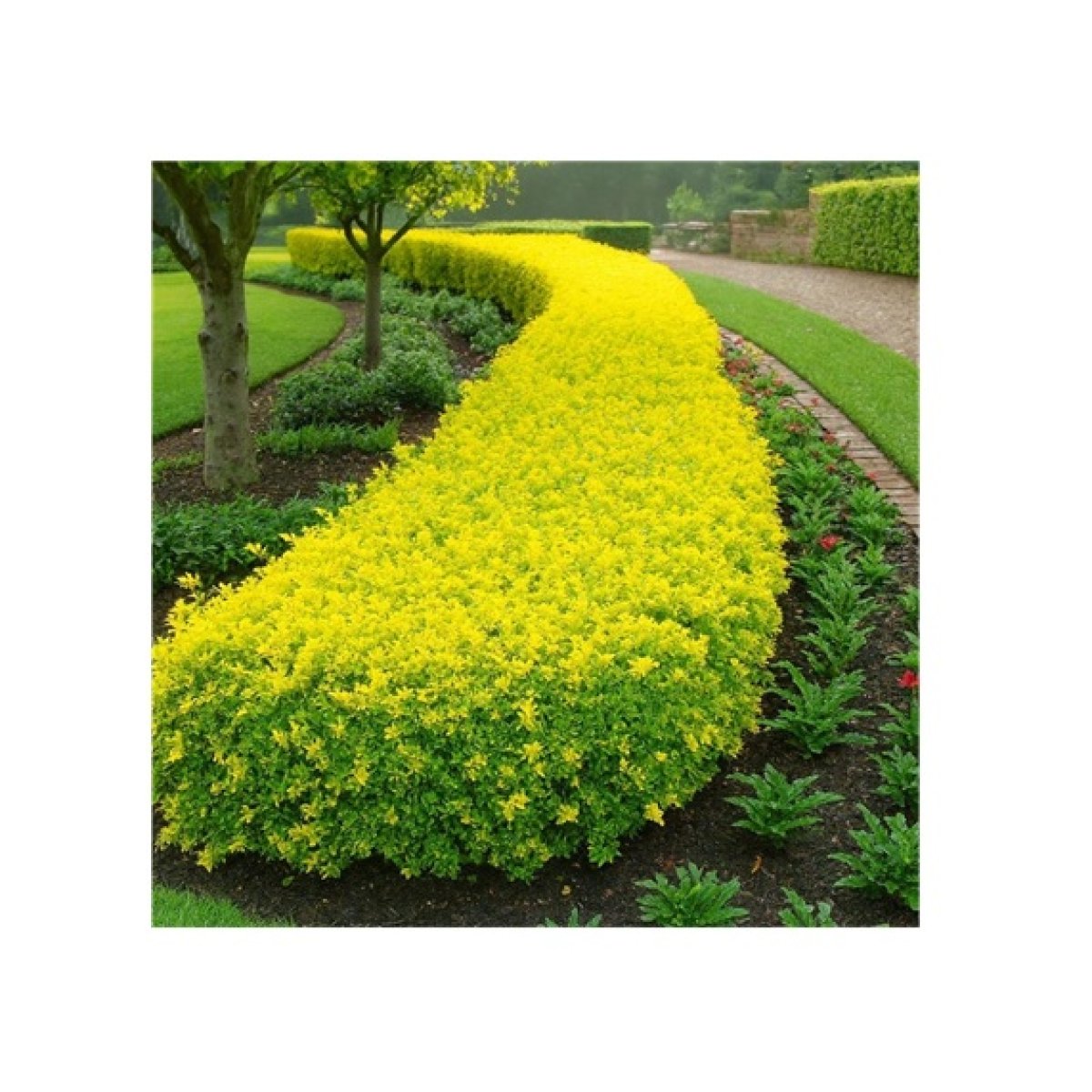 Duranta