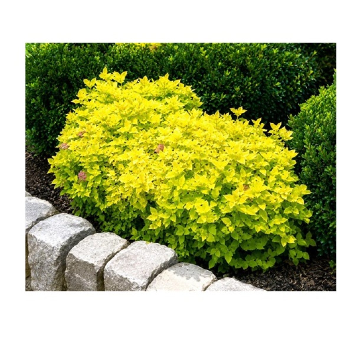 Duranta