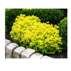 Duranta