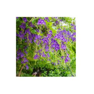 Duranta
