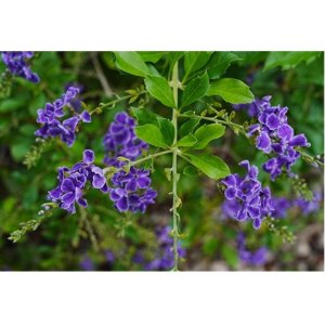 Duranta